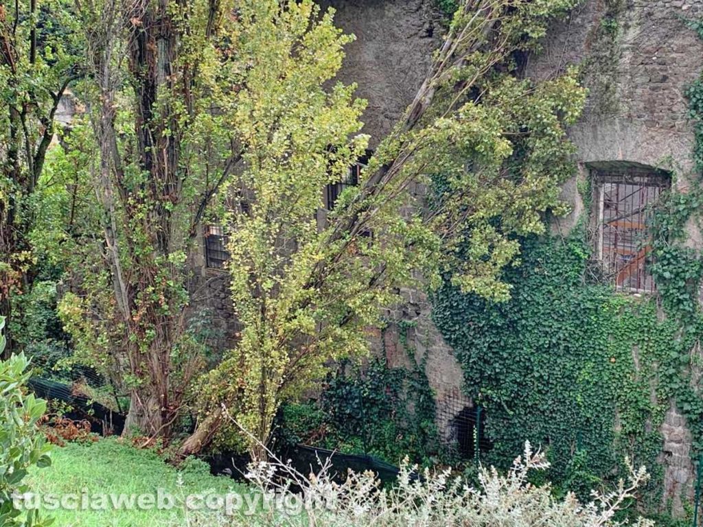 Viterbo - Albero crolla sulla chiesa di Santa Croce